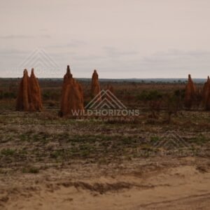 Open plain with large termite mounds. Cape York, Queensland, Australia.