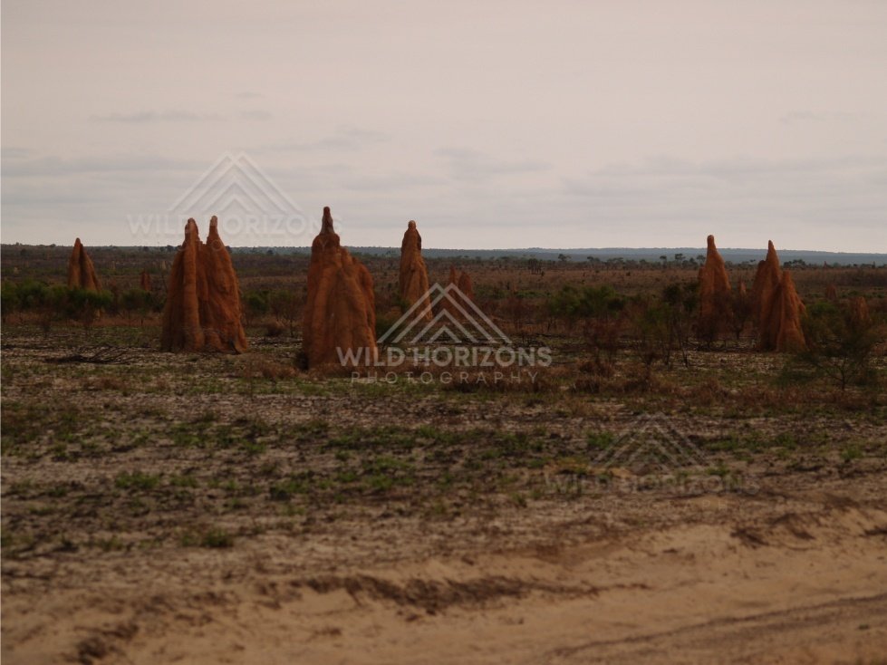 Open plain with large termite mounds. Cape York, Queensland, Australia.