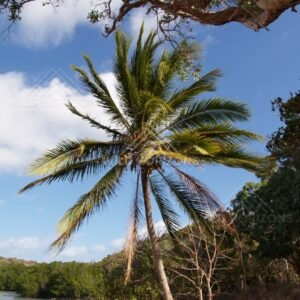 Palm Tree Canopy Viewed Against a Clear Tropical Sky. Northern Cape York, Australia.