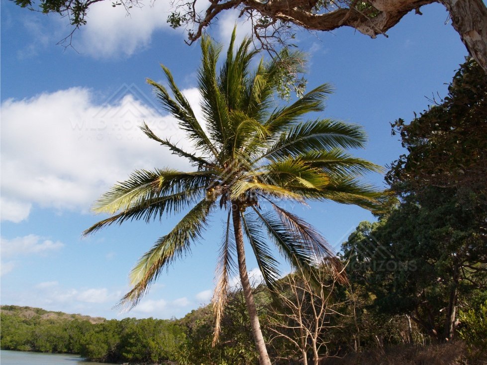 Palm Tree Canopy Viewed Against a Clear Tropical Sky. Northern Cape York, Australia.