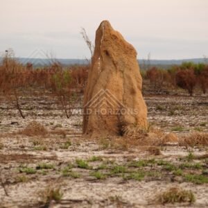 Tall termite mound on arid ground. Cape York, Queensland, Australia.