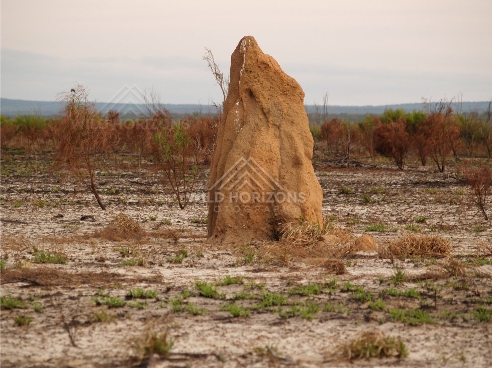 Tall termite mound on arid ground. Cape York, Queensland, Australia.