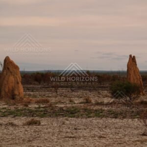 Open savannah plain with large termite mounds. Cape York, Queensland, Australia.