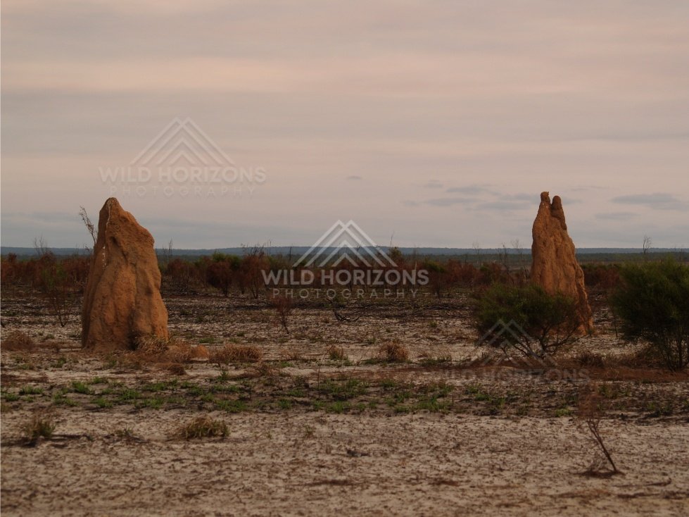 Open savannah plain with large termite mounds. Cape York, Queensland, Australia.