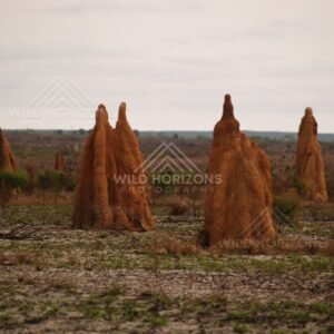 Cluster of tall termite mounds on grassland. Cape York, Queensland, Australia.