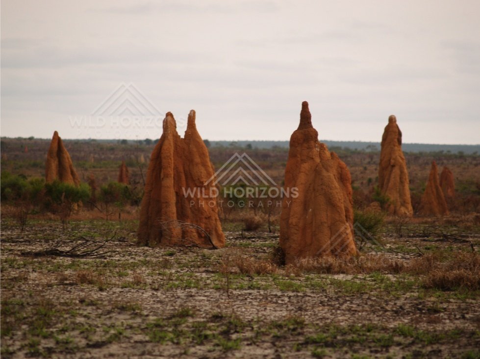 Cluster of tall termite mounds on grassland. Cape York, Queensland, Australia.