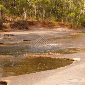Shallow creek across sandstone slab. Iron Range, Queensland, Australia.