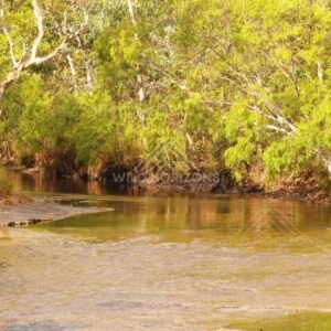 Tropical creek pool with overhanging vegetation. Iron Range, Queensland, Australia.