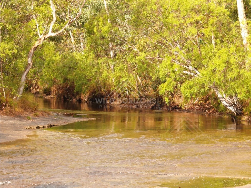 Tropical creek pool with overhanging vegetation. Iron Range, Queensland, Australia.