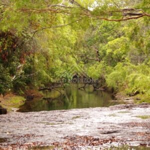 Clear stream through dense rainforest. Iron Range, Queensland, Australia.