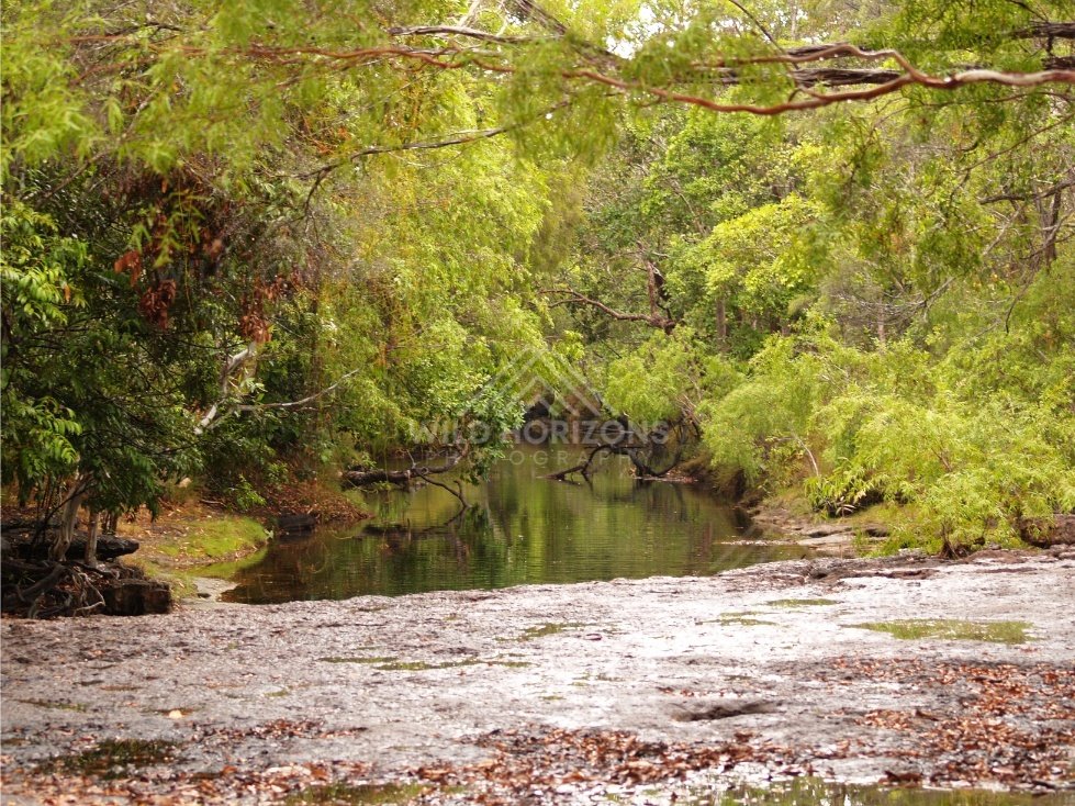 Clear stream through dense rainforest. Iron Range, Queensland, Australia.