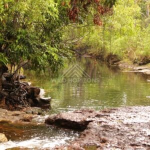 Forest creek with rock and gentle current. Iron Range, Queensland, Australia.