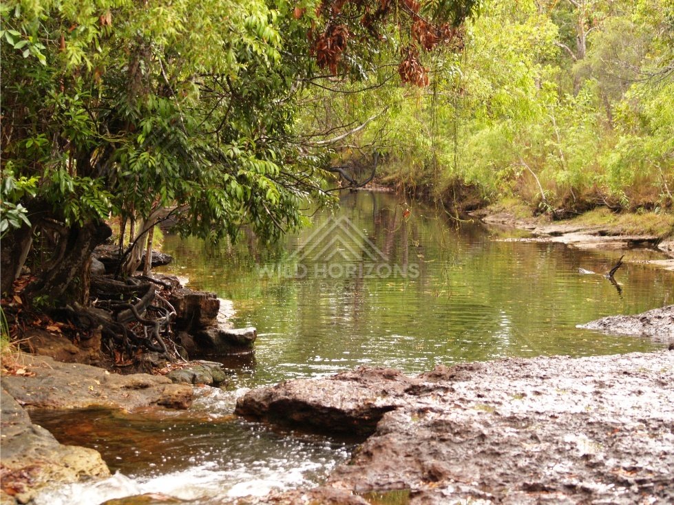 Forest creek with rock and gentle current. Iron Range, Queensland, Australia.