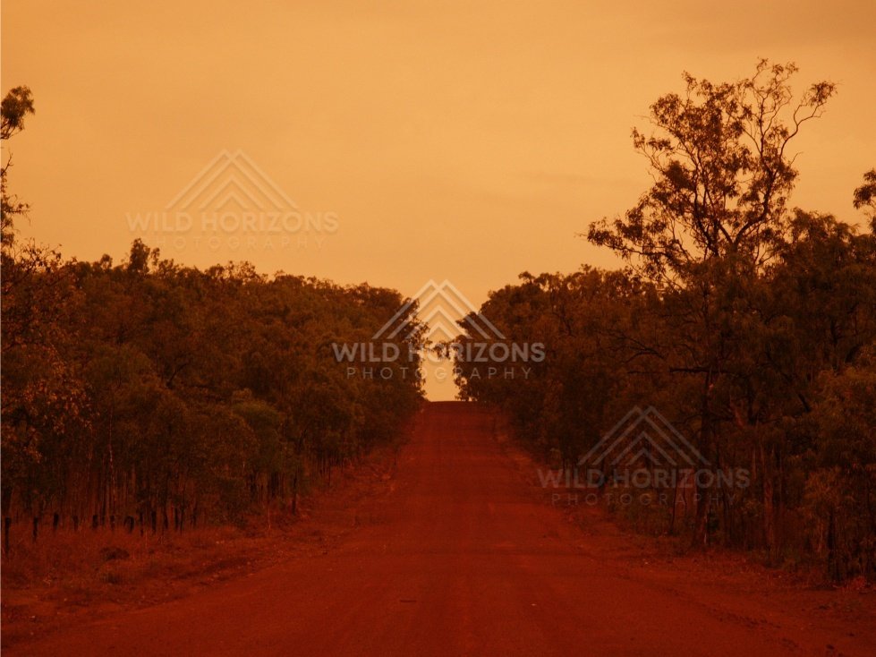 Long straight dirt road glowing at dusk. Iron Range, Queensland, Australia.