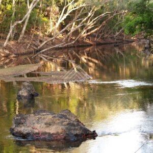 Calm river reach with fallen tree. Iron Range, Queensland, Australia.