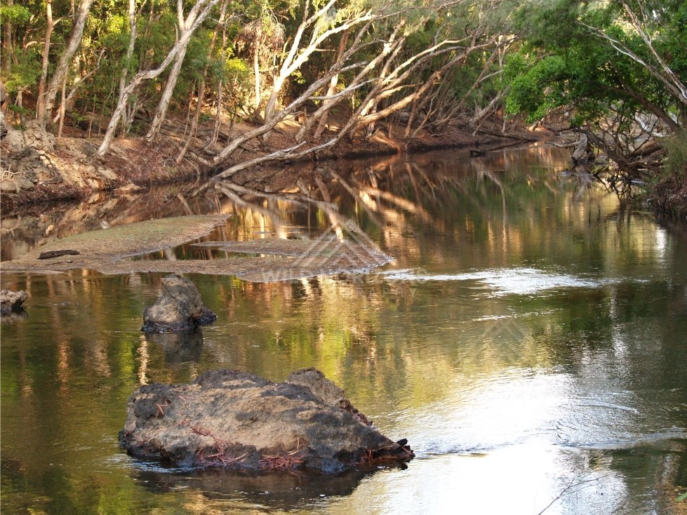 Calm river reach with fallen tree. Iron Range, Queensland, Australia.