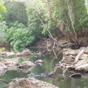 Rocky creek with boulders and canopy. Iron Range, Queensland, Australia.