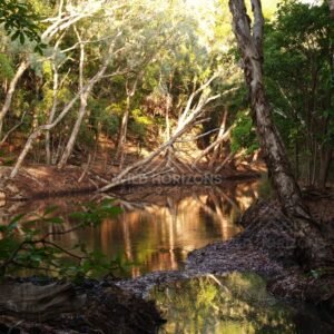 Shaded jungle pool with roots. Iron Range, Queensland, Australia.