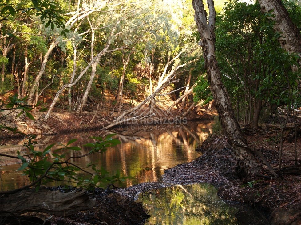 Shaded jungle pool with roots. Iron Range, Queensland, Australia.
