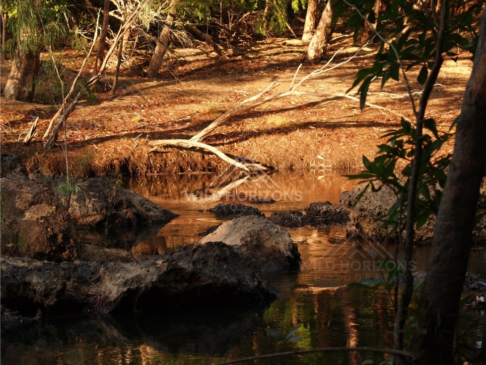 Sandy creek bank with still water. Iron Range, Queensland, Australia.