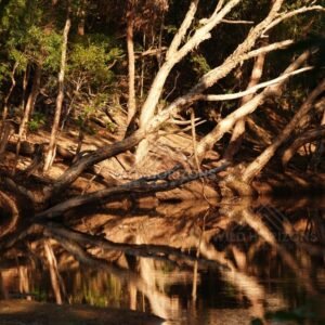 Fallen tree reflected in creek. Iron Range, Queensland, Australia.