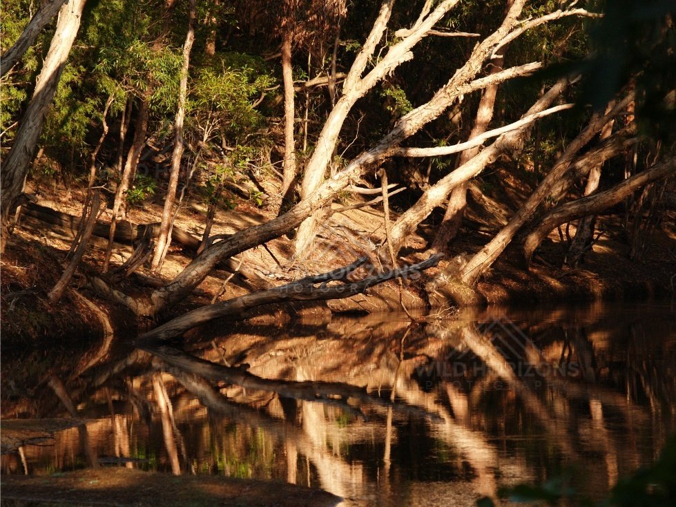 Fallen tree reflected in creek. Iron Range, Queensland, Australia.