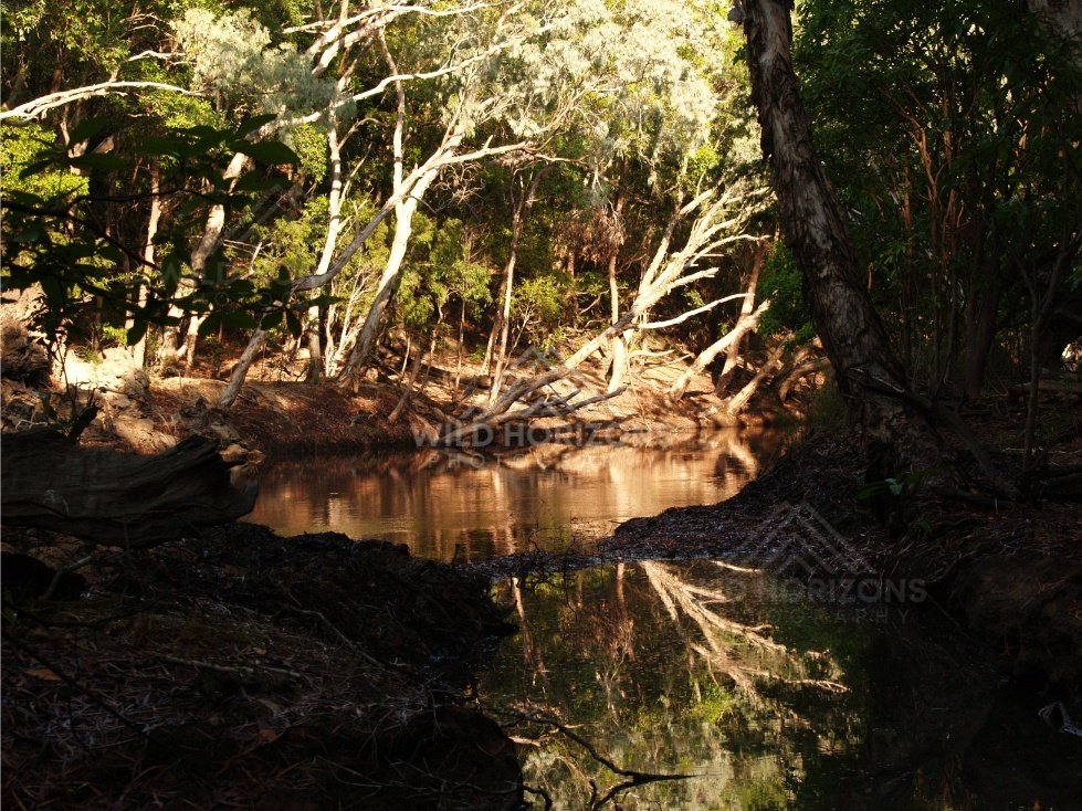 Dark rainforest pool with dappled light. Iron Range, Queensland, Australia.