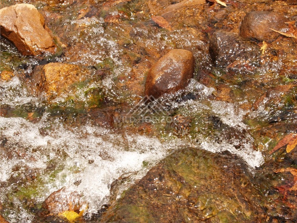 Clear water over coloured stones. Iron Range, Queensland, Australia.