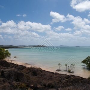Curving Sandy Beach and Calm Turquoise Bay Viewed from an Elevated Headland. Cape York, Australia.
