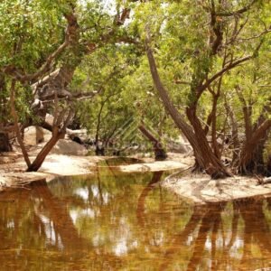 Tropical creek bend with reflections. Iron Range, Queensland, Australia.