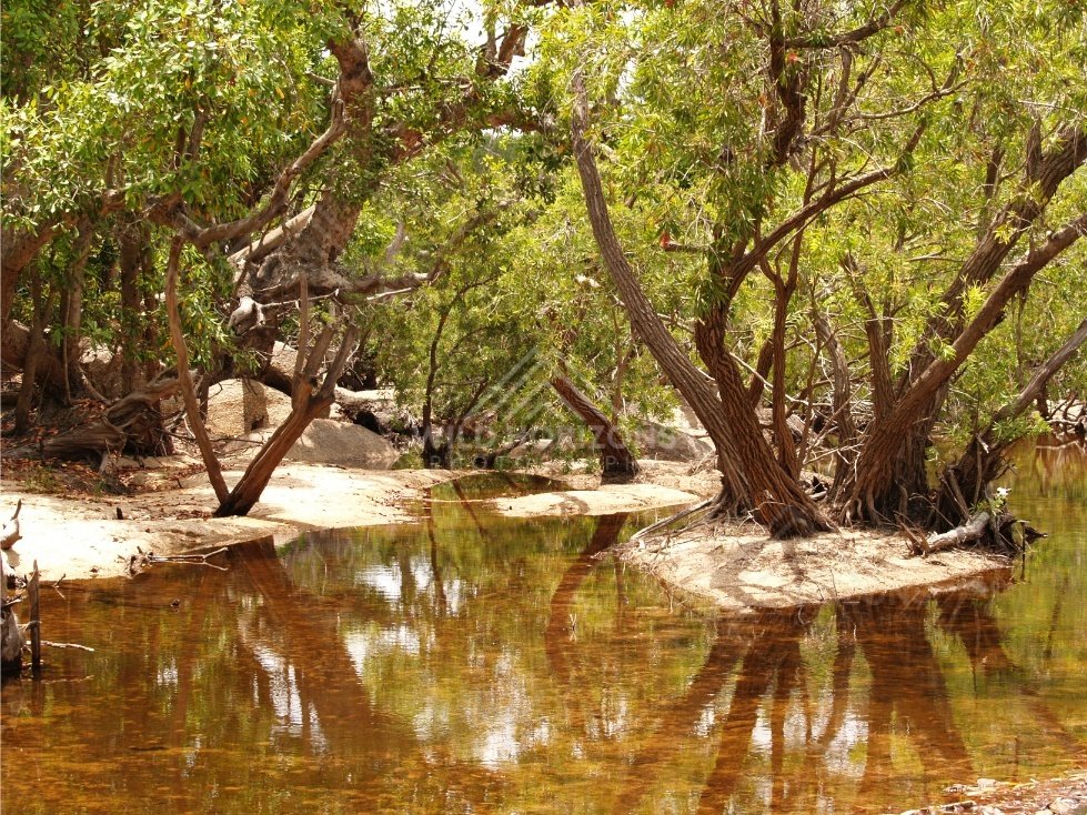 Tropical creek bend with reflections. Iron Range, Queensland, Australia.