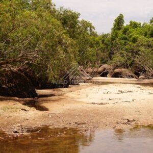 Shallow creek winding through tropical woodland with sandy banks. Lockhart River, Australia.