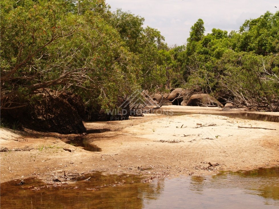 Shallow creek winding through tropical woodland with sandy banks. Lockhart River, Australia.