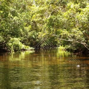 Still freshwater pool beneath overhanging rainforest foliage. Lockhart River, Australia.