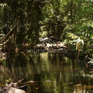 Forest stream with fallen branches and reflections under dense canopy. Lockhart River, Australia.