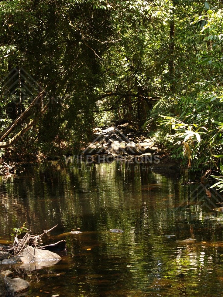 Forest stream with fallen branches and reflections under dense canopy. Lockhart River, Australia.