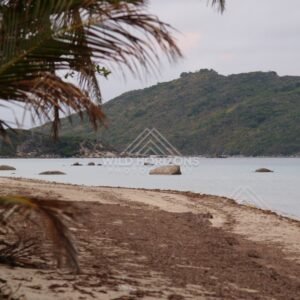 Curving tropical beach with palm fronds and a calm bay. Portland Roads, Australia.
