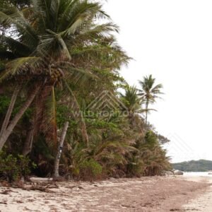 Palm-lined shoreline with pale sand and calm coastal water. Portland Roads, Australia.