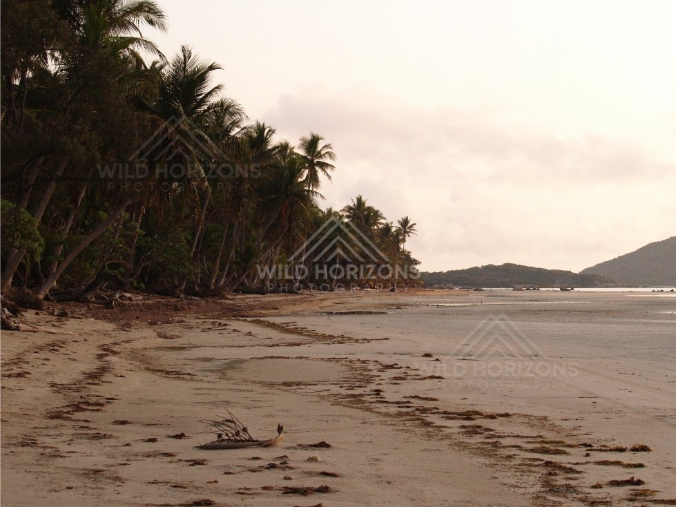 Tropical beach at low tide with scattered seaweed and distant islands. Portland Roads, Australia.