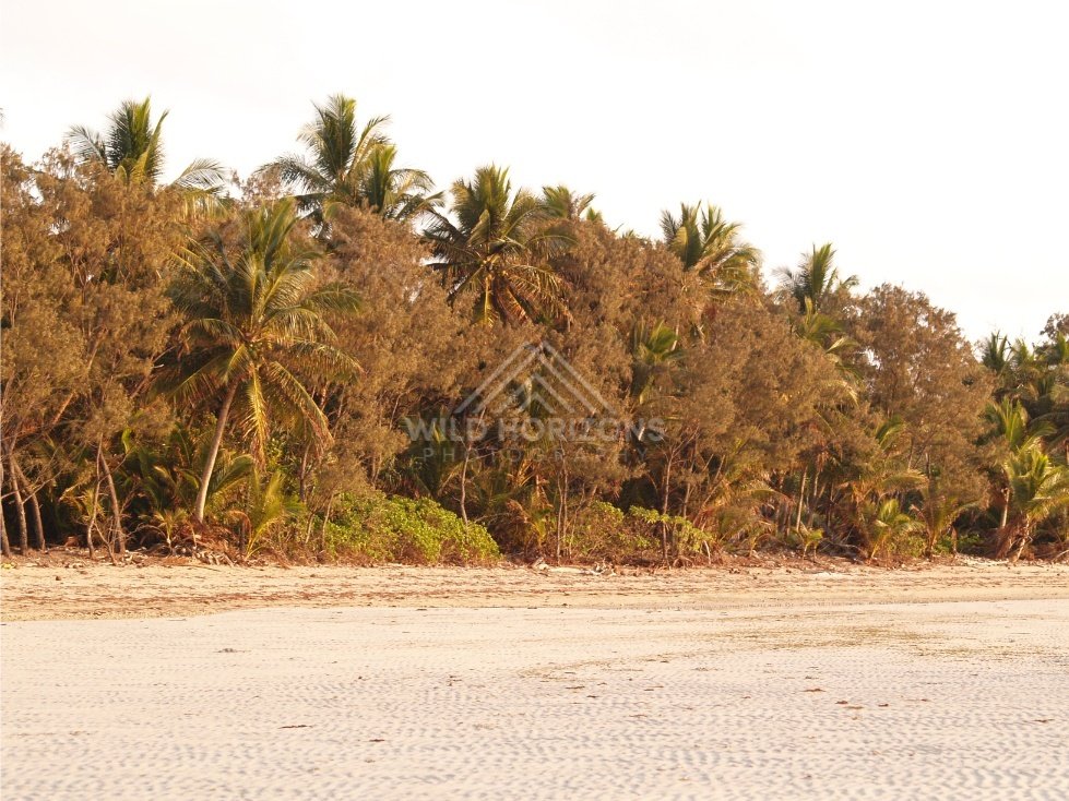 Wide sandy beach backed by dense palms and coastal vegetation. Portland Roads, Australia.