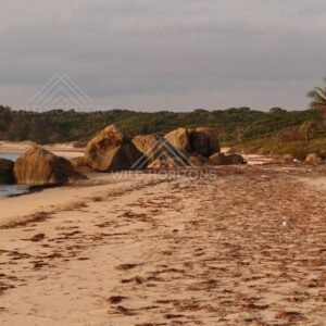 Long sandy beach with scattered rocks and a lone palm on the horizon. Portland Roads, Australia.