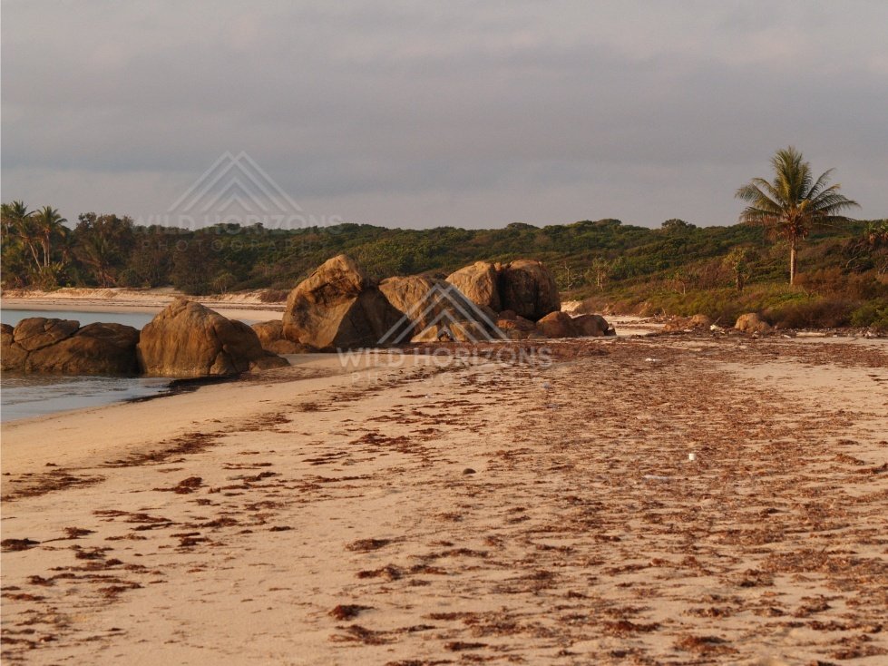 Long sandy beach with scattered rocks and a lone palm on the horizon. Portland Roads, Australia.