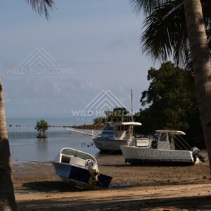Small boats resting on a muddy shoreline framed by palm trees. Portland Roads, Australia.