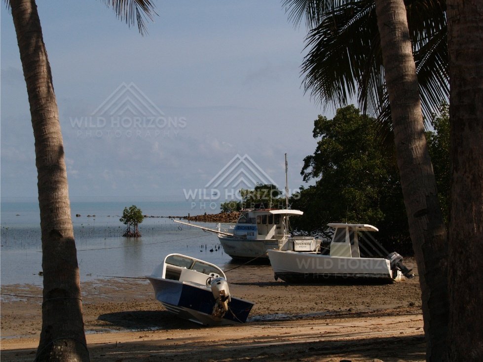 Small boats resting on a muddy shoreline framed by palm trees. Portland Roads, Australia.