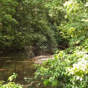 Still rainforest creek bordered by dense green foliage. Hopevale, Australia.