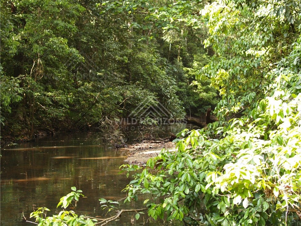 Still rainforest creek bordered by dense green foliage. Hopevale, Australia.