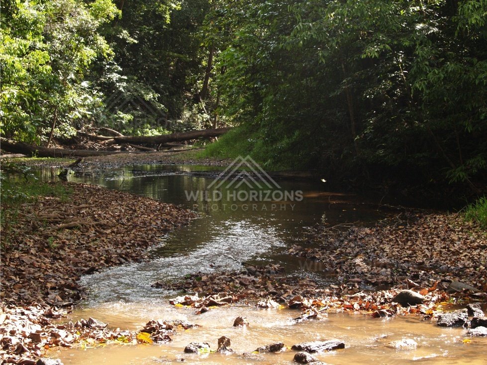 Shallow forest stream winding through leaf litter and fallen timber. Hopevale, Australia.