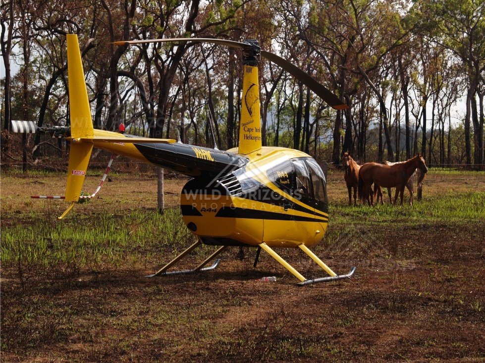 Yellow helicopter parked on grass with horses in the background. Hopevale, Australia.