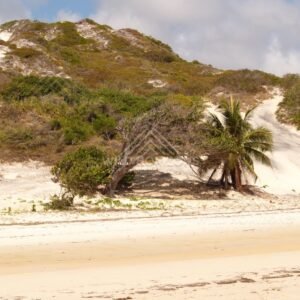 White sand dunes with a lone palm beside the beach. Elim Beach, Australia.