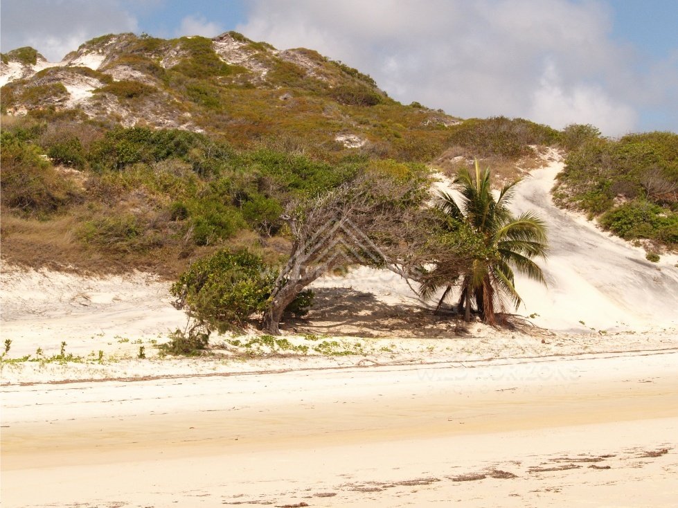 White sand dunes with a lone palm beside the beach. Elim Beach, Australia.
